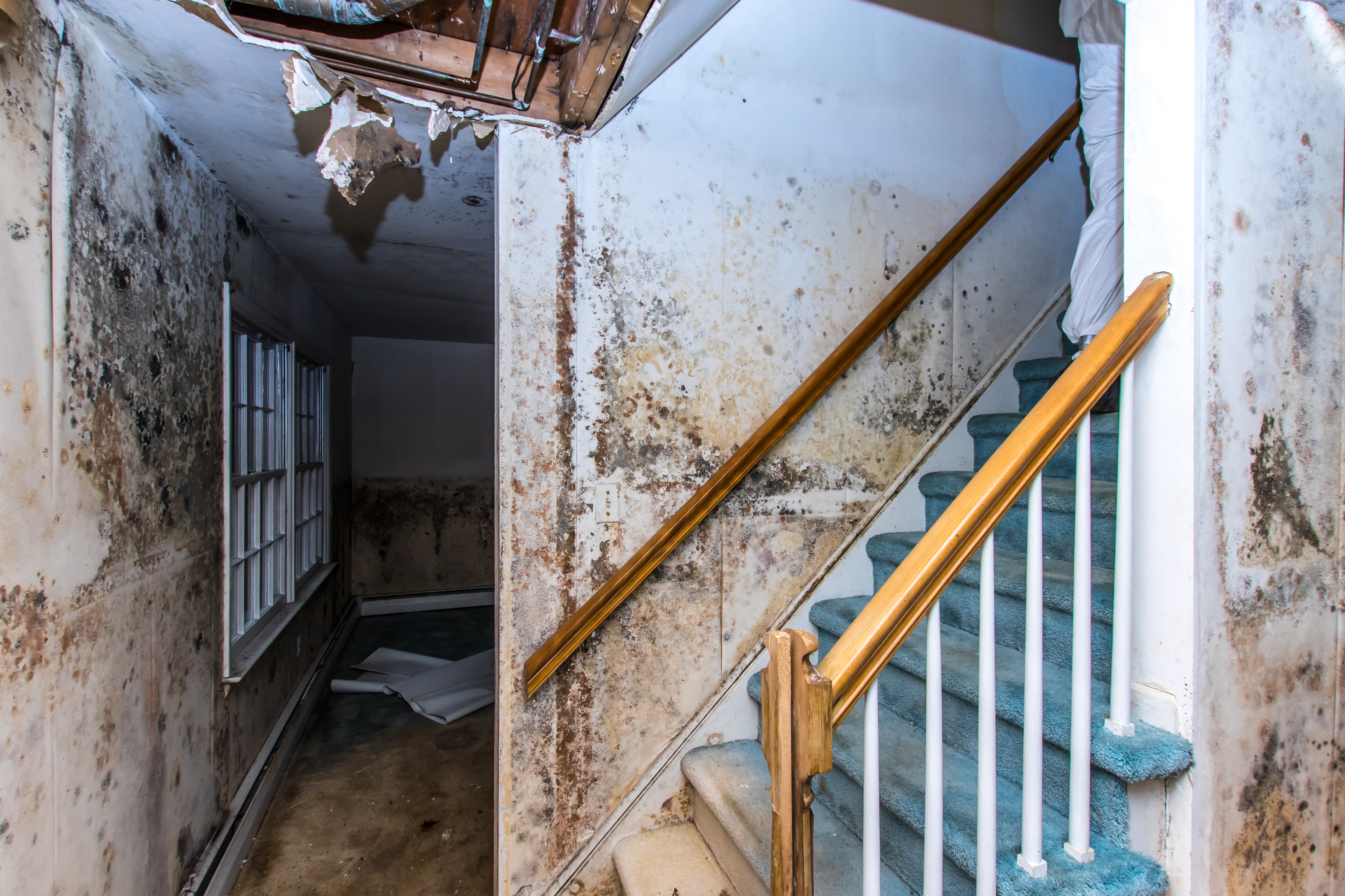 Three Common Causes of Toxic Building Mold
